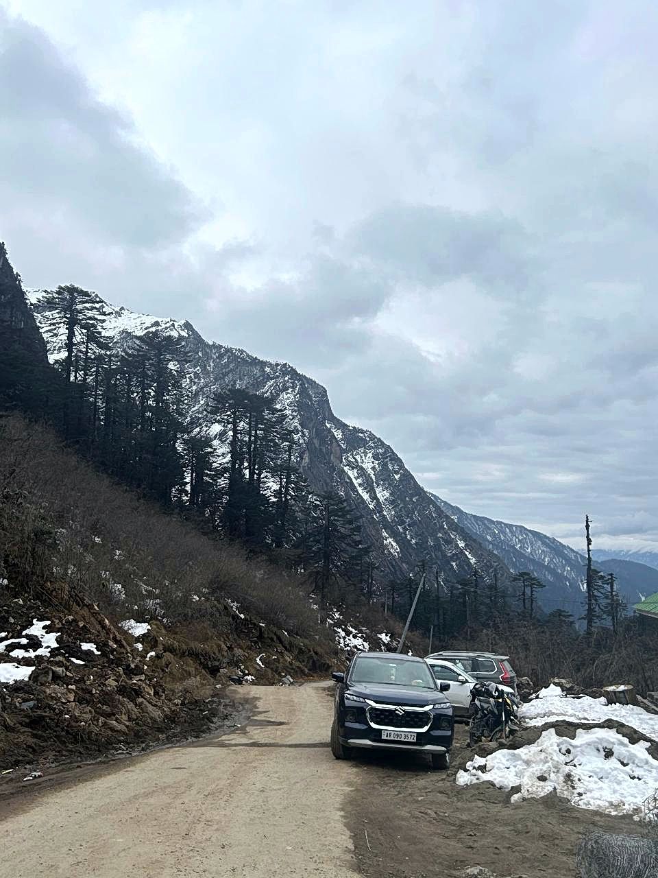 High-altitude pine woods